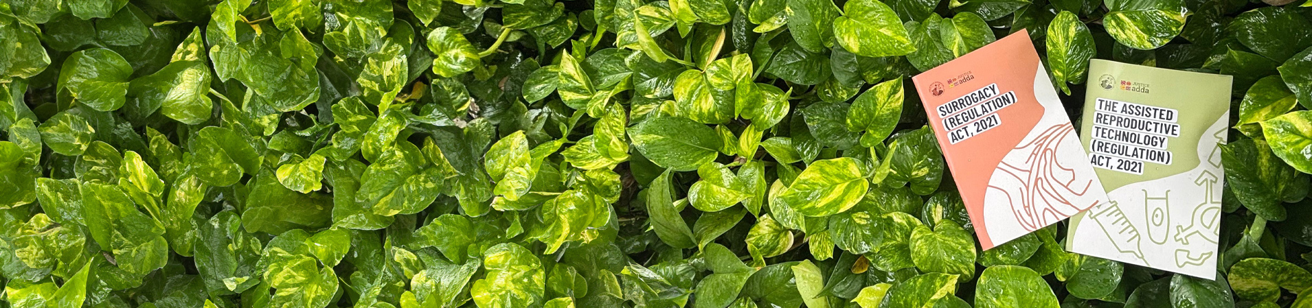 Reports on Abortion Surrogacy Laws in India